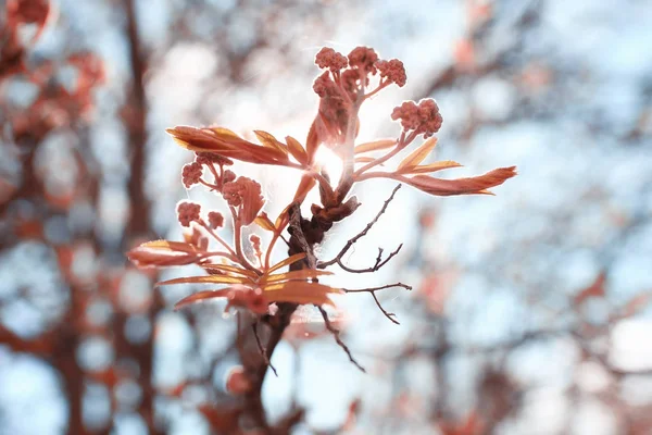 Μπουμπούκια και τα φύλλα σε ένα κλαδί δέντρου — Φωτογραφία Αρχείου