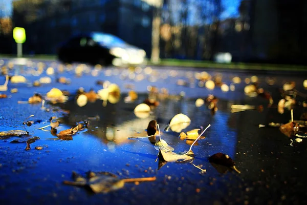 Fallen yellow leaves — Stock Photo, Image