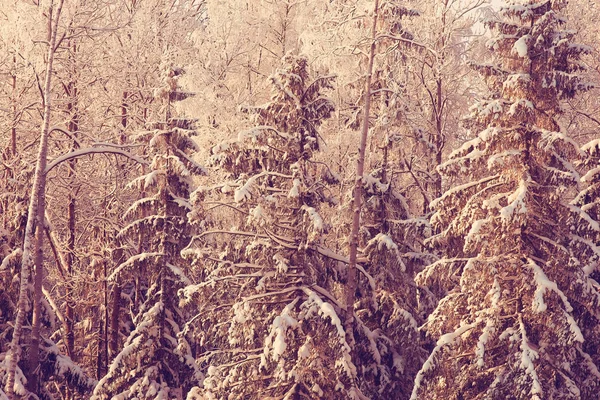 Kış orman buzlu — Stok fotoğraf