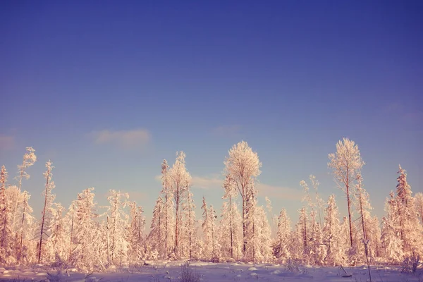 Kış orman buzlu — Stok fotoğraf