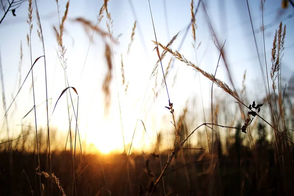 Cute autumn background with  dry grass — Stock Photo, Image