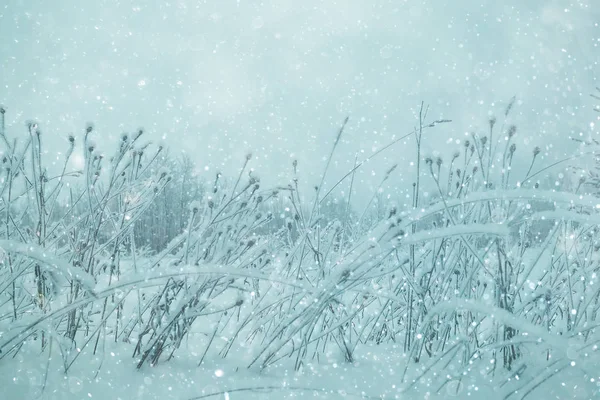 Winterwald zugefroren — Stockfoto