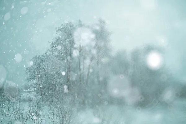 Bosque de invierno bajo nieve —  Fotos de Stock