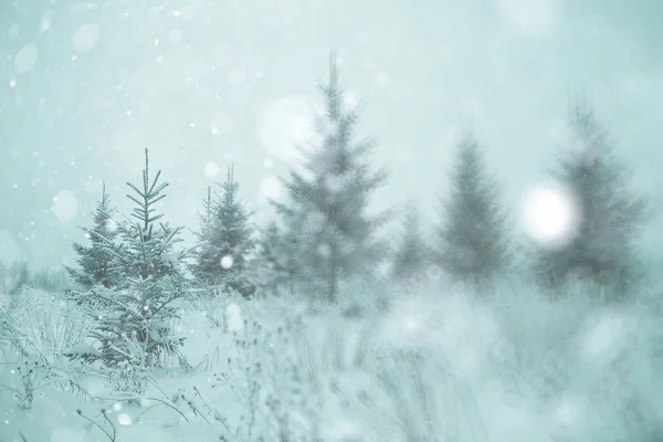 Bosque de invierno bajo nieve — Foto de Stock