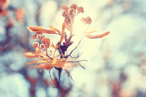 Branches d'arbre de printemps avec des feuilles — Photo