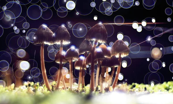 Pequeños hongos venenosos — Foto de Stock
