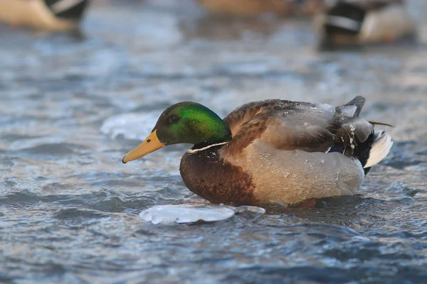 Pássaro na lagoa de inverno — Fotografia de Stock