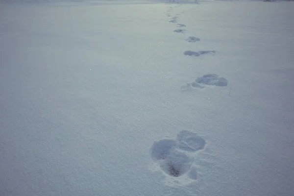 雪の降る冬の道路上のトラック — ストック写真