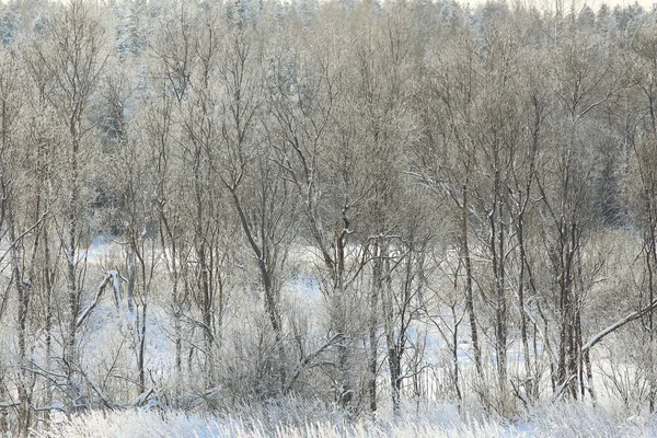 Nysnö i vinter skog — Stockfoto