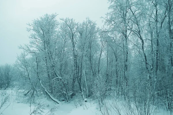 Χειμώνας δάσος παγωμένος — Φωτογραφία Αρχείου