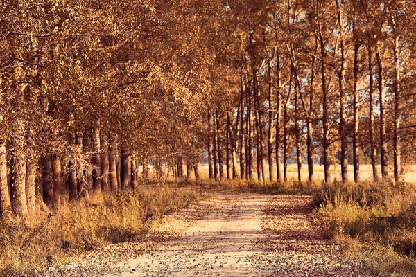 Paysage forestier d'automne — Photo