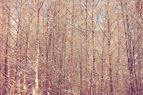 Bosque de invierno esmerilado — Foto de Stock