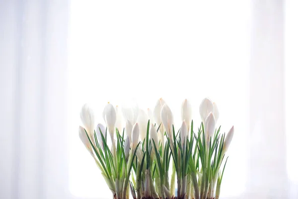 Witte krokus bloemen — Stockfoto