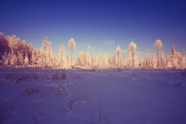 Paisagem de inverno no campo — Fotografia de Stock