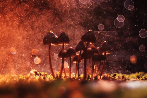 Kleine giftige Pilze — Stockfoto
