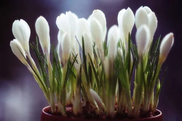 봄의 흰색 꽃의 남 비 — 스톡 사진