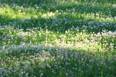 güzel bahar çiçekleri