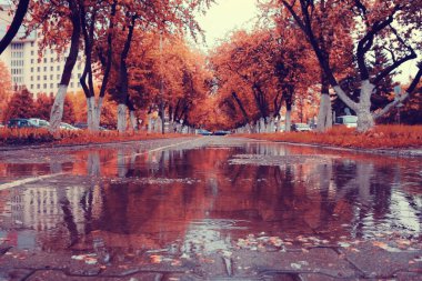 Şehir parkında sonbahar