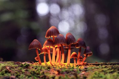 small poisonous mushrooms clipart