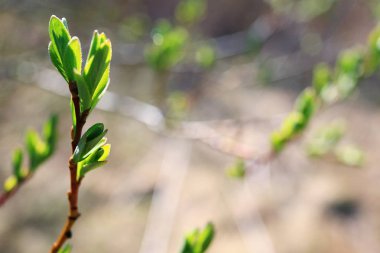 Genç yeşil yaprakları 