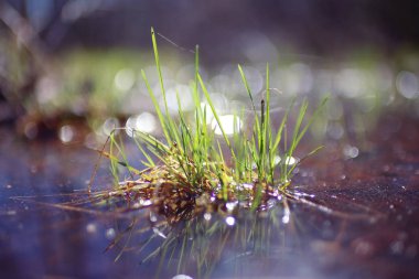 Genç çim yeşil sürgünler