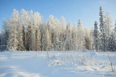 Doğa kış manzarası 