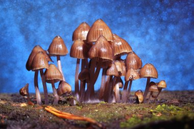 Zehirli mantar mantarı grup