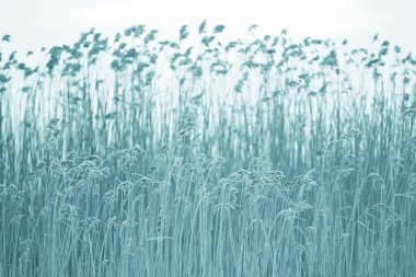 kuru ot hoarfrost ile kaplı