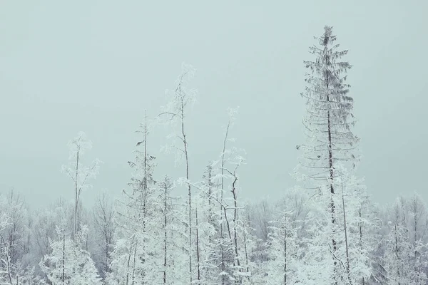 눈 덮인 겨울 풍경 — 스톡 사진