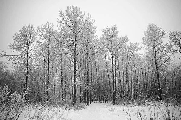 Winter forest frosted — Stock Photo, Image