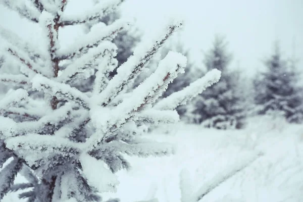 젊은 전나무 나무 크리스마스 풍경 — 스톡 사진