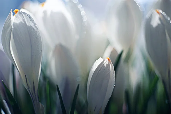 春白い花の花束 — ストック写真