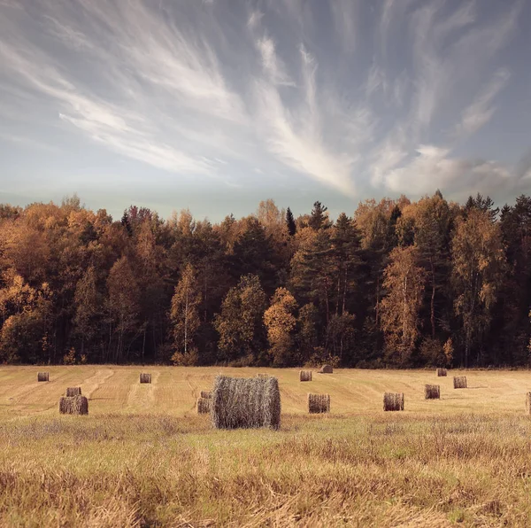 Schilderachtige herfst natuur — Stockfoto