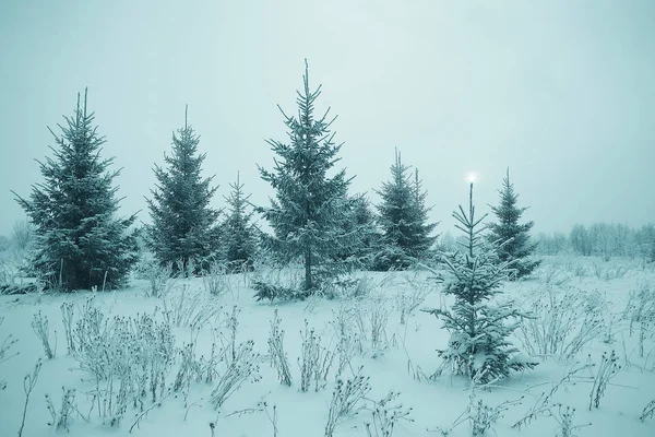 Paisaje navideño con abetos jóvenes — Foto de Stock