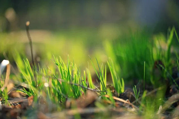 若草の緑の芽 — ストック写真