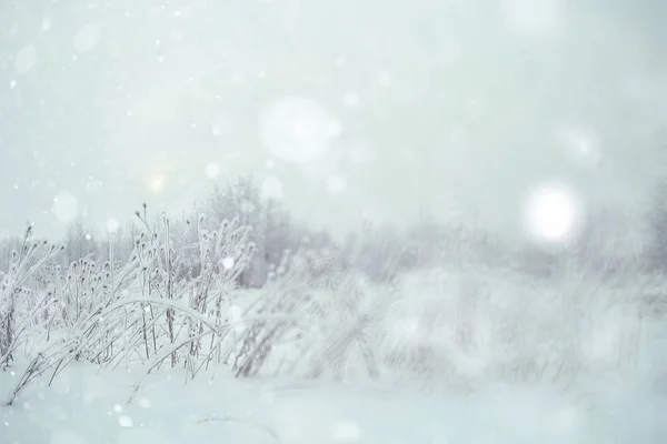 Vinter snöig skog — Stockfoto