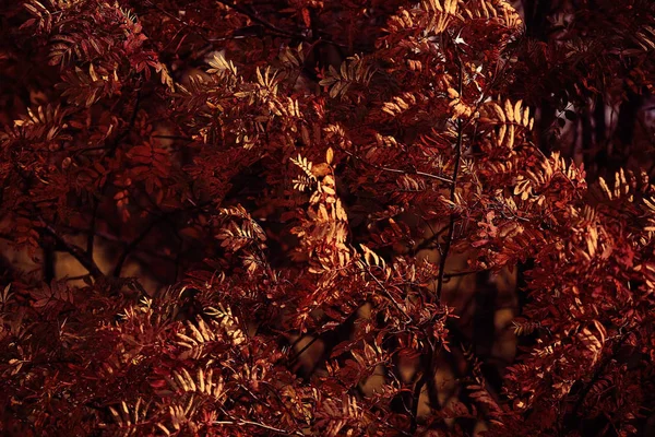 Download 98 Koleksi Gambar Flora Maluku Paling Baru Gratis