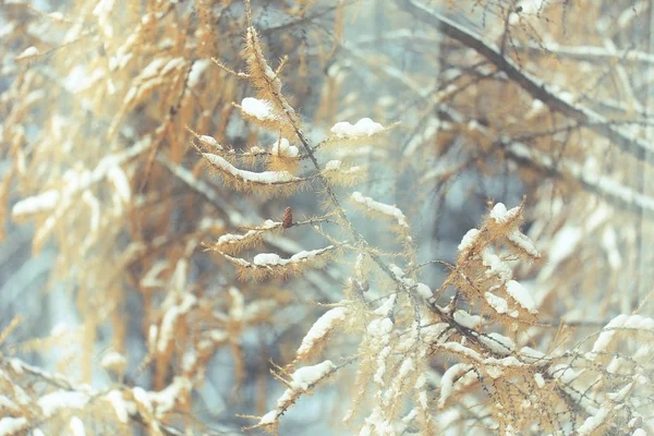 Winter forest frostat — Stockfoto