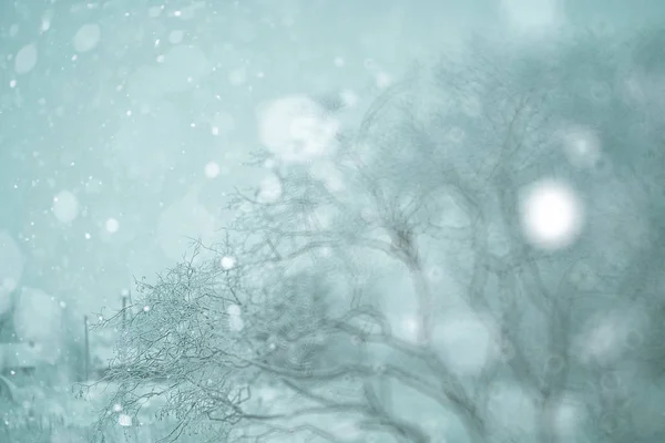 冬天雪下的森林 — 图库照片