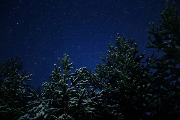 冬公園の夜 — ストック写真