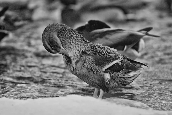 Птица на зимнем пруду — стоковое фото