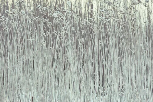 Droog gras bedekt met rijm — Stockfoto