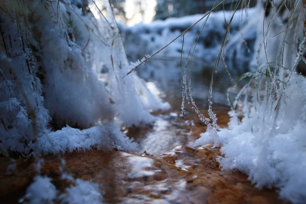 겨울 숲에서 신선한 눈 — 스톡 사진
