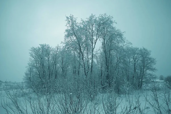 Floresta de inverno fosco — Fotografia de Stock