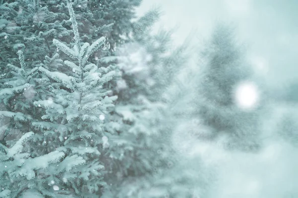 Chrismas sezon ormandaki ağaçlar kış — Stok fotoğraf