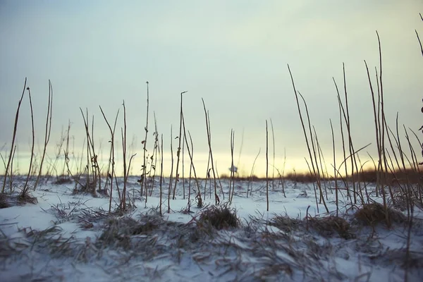 Suché trávy pokryté jinovatka — Stock fotografie