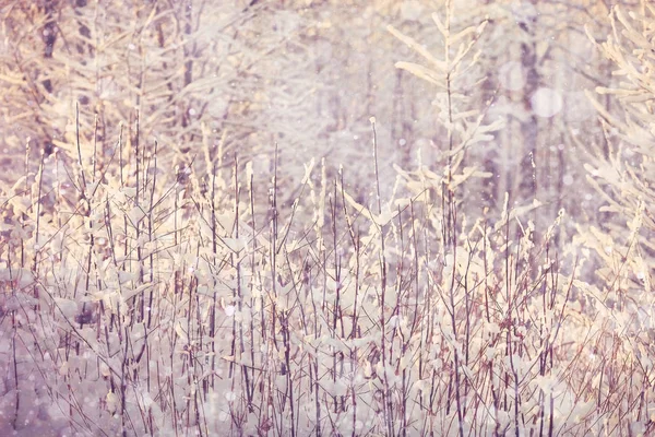 Nieve fresca en el bosque invernal —  Fotos de Stock