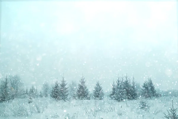 Árboles de invierno en el bosque en la temporada de Navidad — Foto de Stock