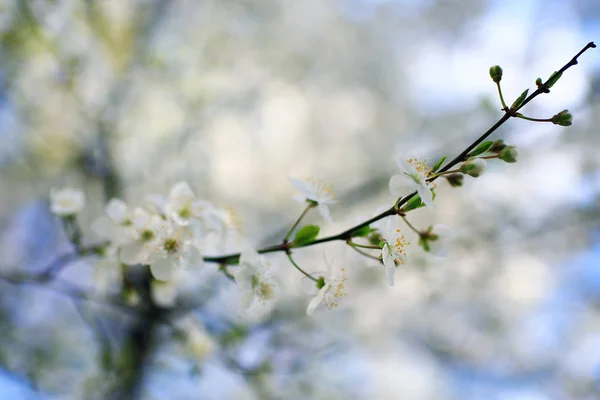 Ramos de árvore de primavera com folhas — Fotografia de Stock
