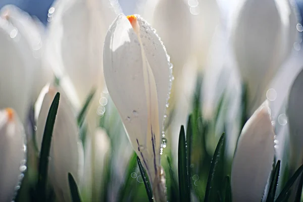 Spring bouquet of white flowers — Stock Photo, Image